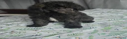 Mixed Breed dogs for sale: Gorgeous miniature poodles in Peterborough - Advert 4