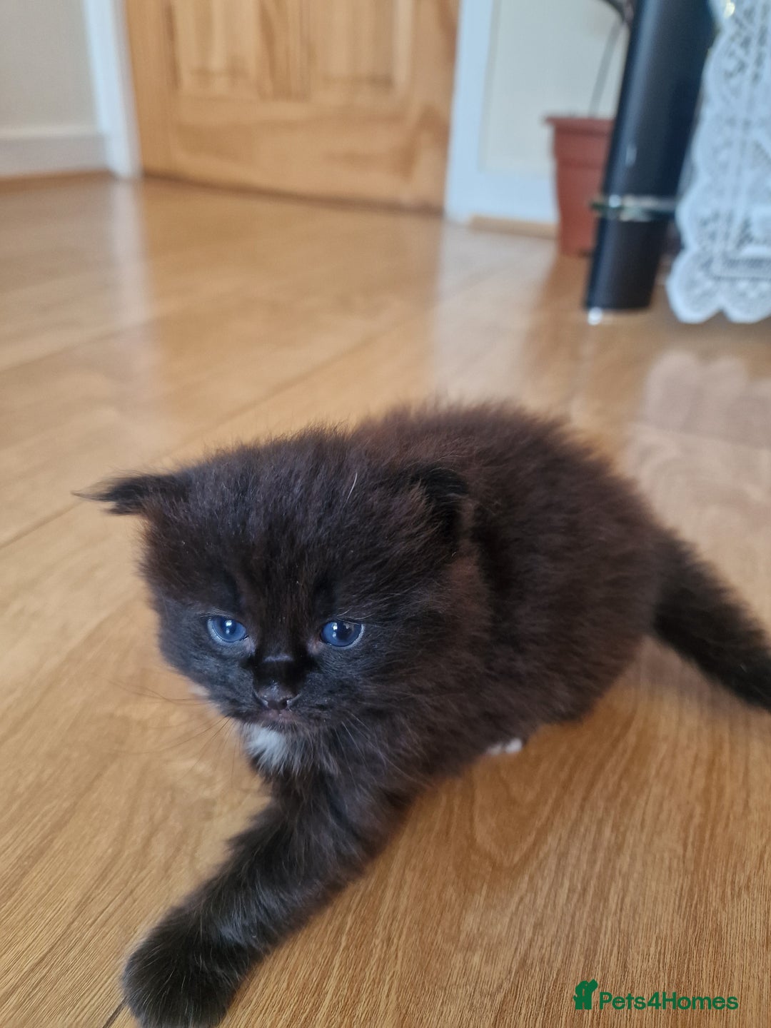 Mixed Breed cats for sale: Rare Norwegian Forest ×Ragdoll Kitten - Image 3