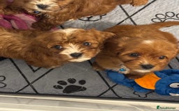Mixed Breed dogs for sale: Cavapoo puppies  - Advert 8