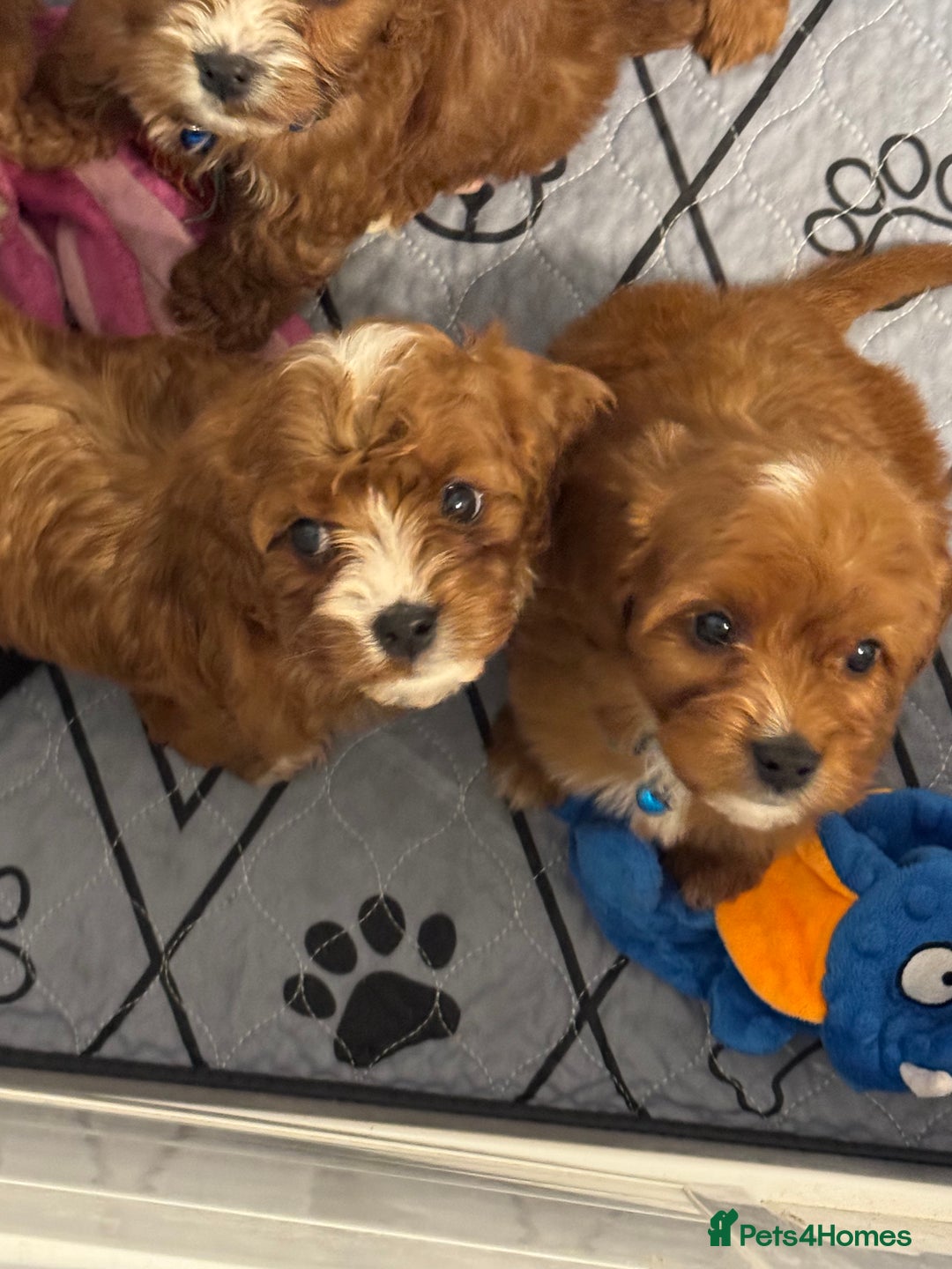 Mixed Breed dogs for sale: Cavapoo puppies  - Advert 8