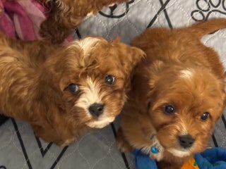 Mixed Breed dogs Cavapoo puppies - Advert 5