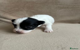 Coton De Tulear dogs for sale: Coton de Tulear puppies  - Image 18