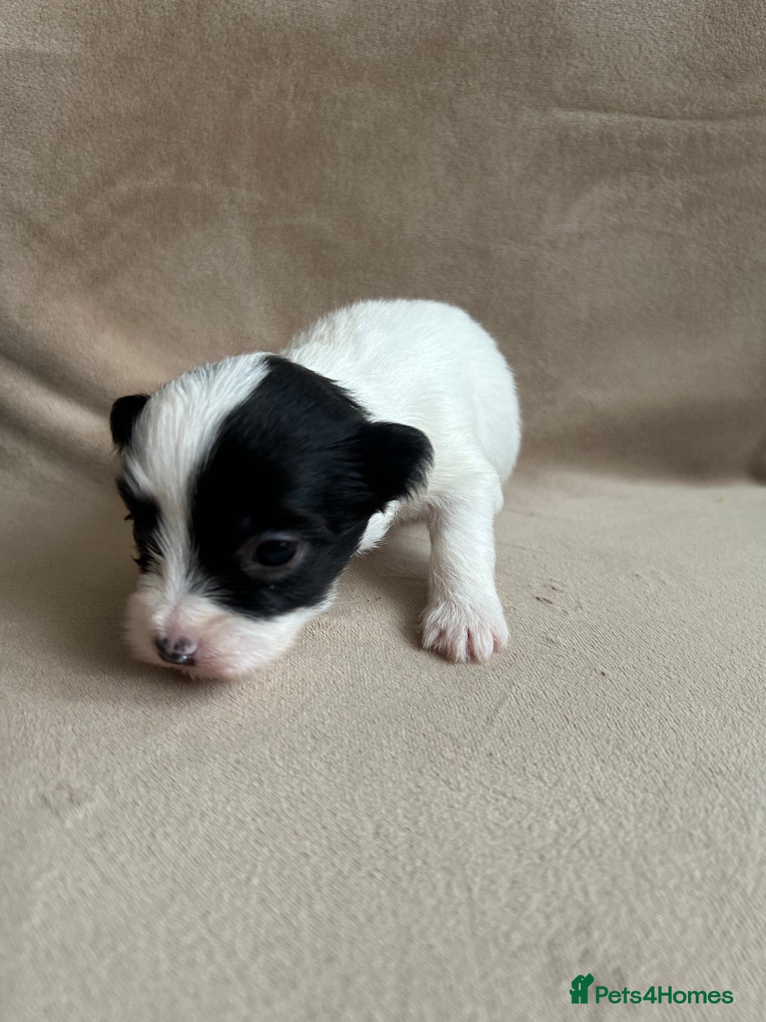 Coton De Tulear dogs for sale: Coton de Tulear puppies  - Image 18
