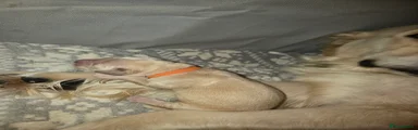 Orange collar