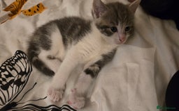 Mixed Breed cats for sale: 4 beautiful mixed breed playful kittens in Ingatestone - Image 2