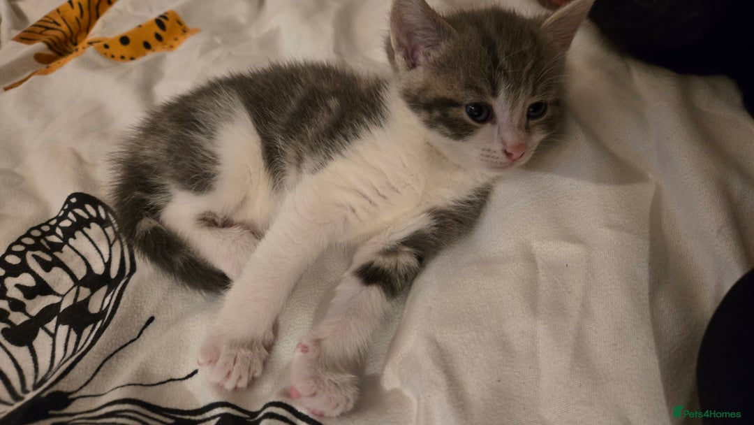 Mixed Breed cats for sale: 4 beautiful mixed breed playful kittens in Ingatestone - Image 2