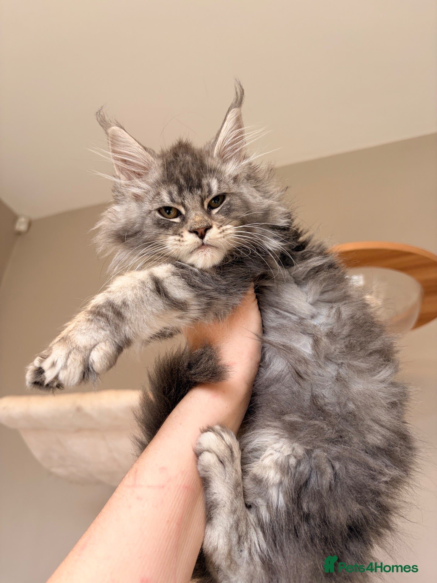 Maine Coon cats Outstanding TICA Maine Coons-Large European Lines  - Advert 2