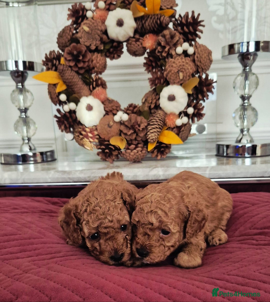 Cavapoo dogs for sale: F1bb extensively health tested caverpoo pups  - Advert 5
