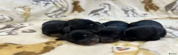 Miniature Dachshund dogs for sale: 🤎Miniature Long-Haired Dachshund Puppies🤎 - Advert 5