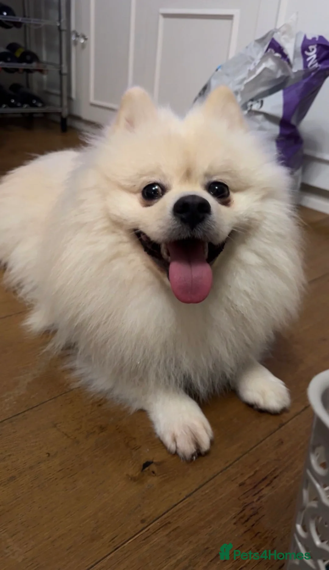 Pomeranian dogs for sale: 8 month old Pomeranian needs a home - Advert 2