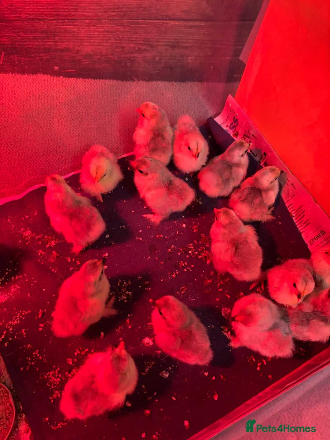 Chickens poultry for sale: Lavender Pekin Chicks Unsexed - Advert 2