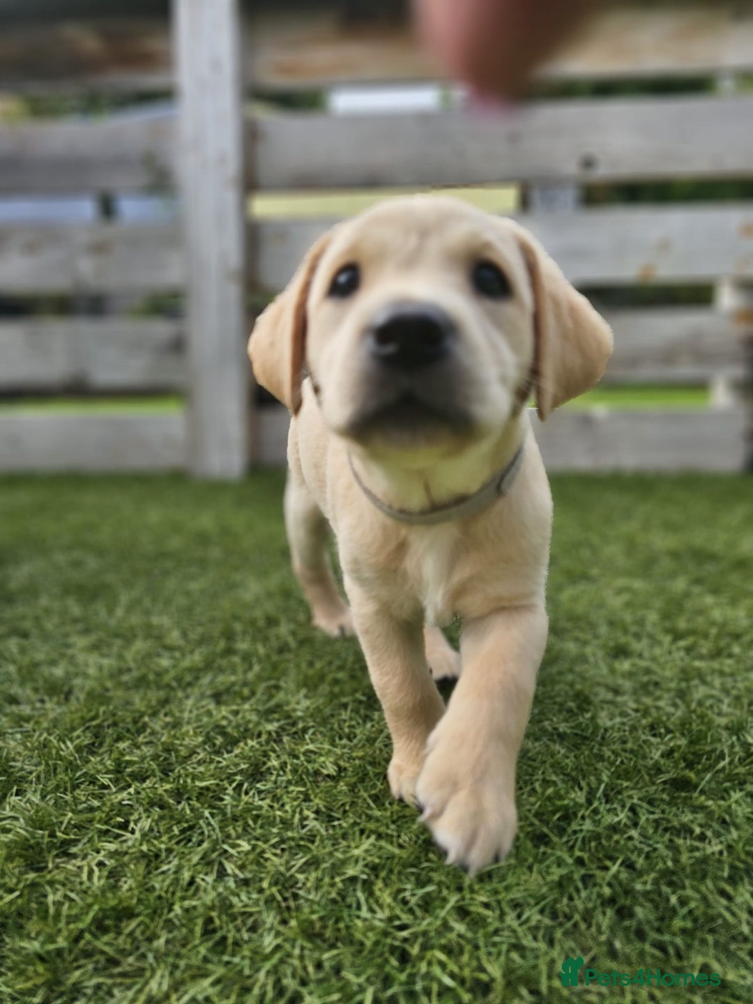 Labrador Retriever dogs for sale: Labrador Puppies for sale 24/10/25 onwards - Image 20