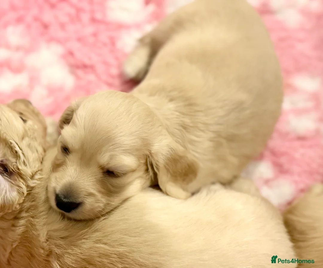 Miniature Dachshund dogs for sale: Beautiful miniature long haired cream dachshunds  - Advert 4