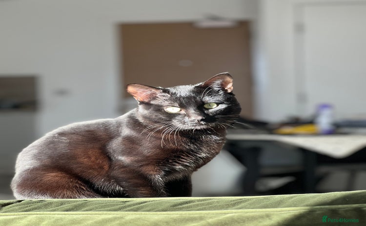 Bombay cats - Advert 1