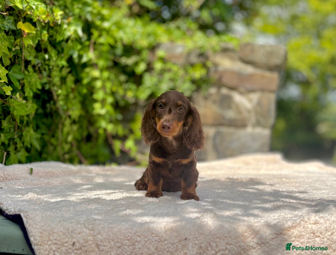 Miniature Dachshund dogs for sale: Long Haired Miniature Dachshunds - READY NOW!! - Image 20