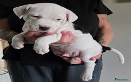 American Bulldog dogs for sale: American staffie cross pups  - Image 7
