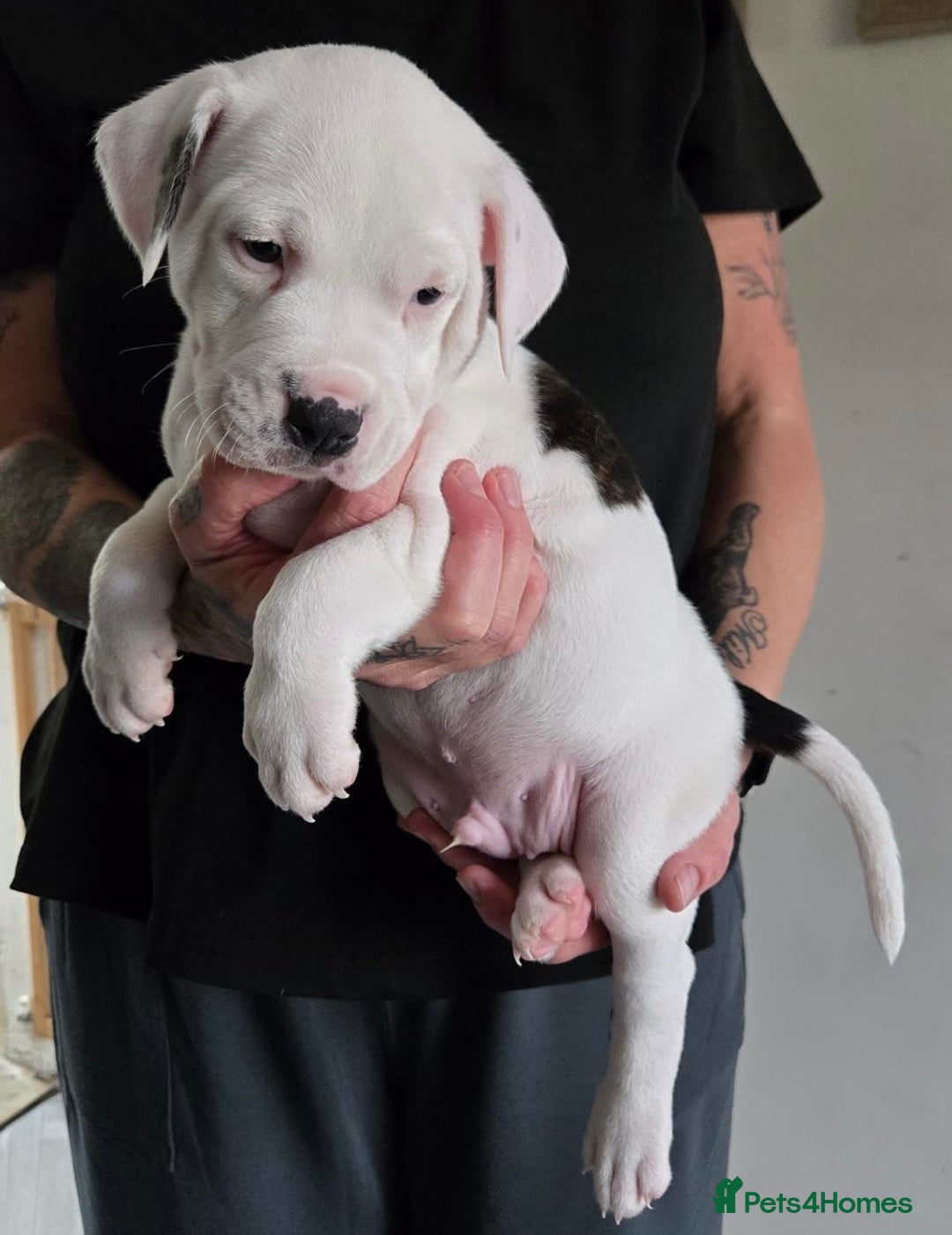 American Bulldog dogs for sale: American staffie cross pups  - Image 7