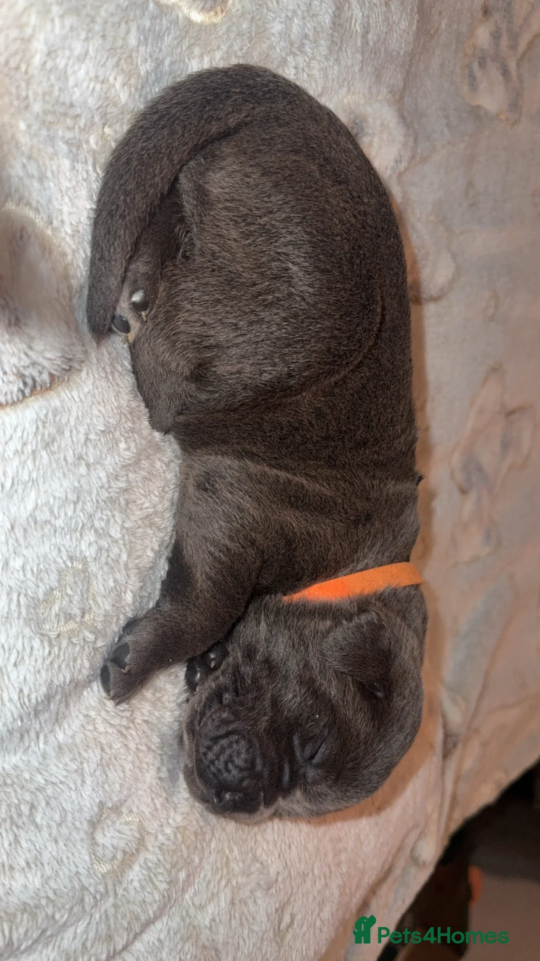 Cane Corso dogs for sale: Beautiful blue cane corsos - Advert 16