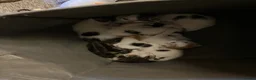 Mixed Breed cats for sale: Cute kittens - Advert 15