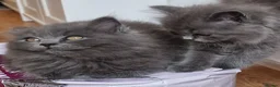 British Longhair cats for sale: Gorgeous British Blue longhair kittens - Advert 18