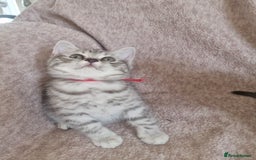 British Shorthair cats for sale: British shorthair  - Image 4
