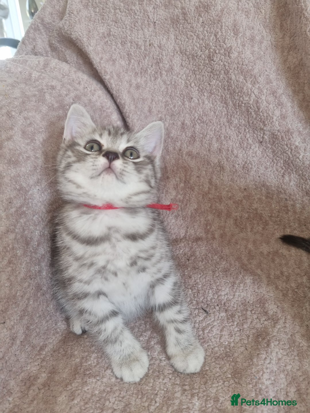 British Shorthair cats for sale: British shorthair  - Image 4