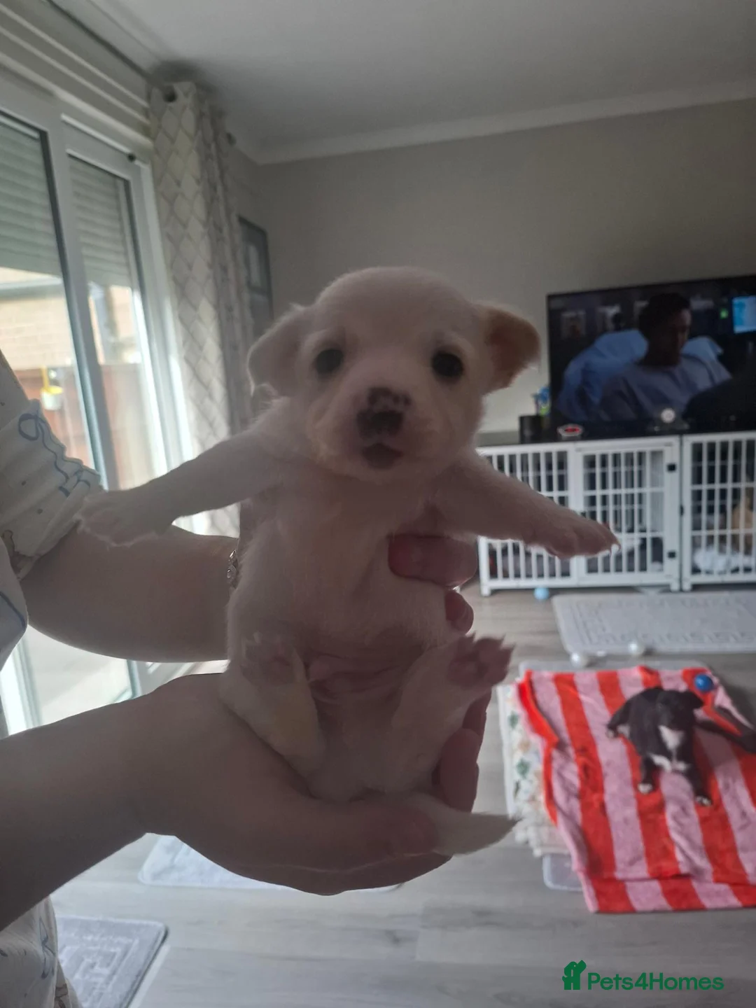 Jack Russell dogs for sale: Beautiful Jack Russell puppies for sale! in Wigan - Advert 2