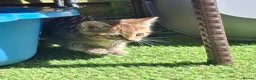 Mixed Breed cats for sale: Beautiful kittens in Norwich - Advert 9