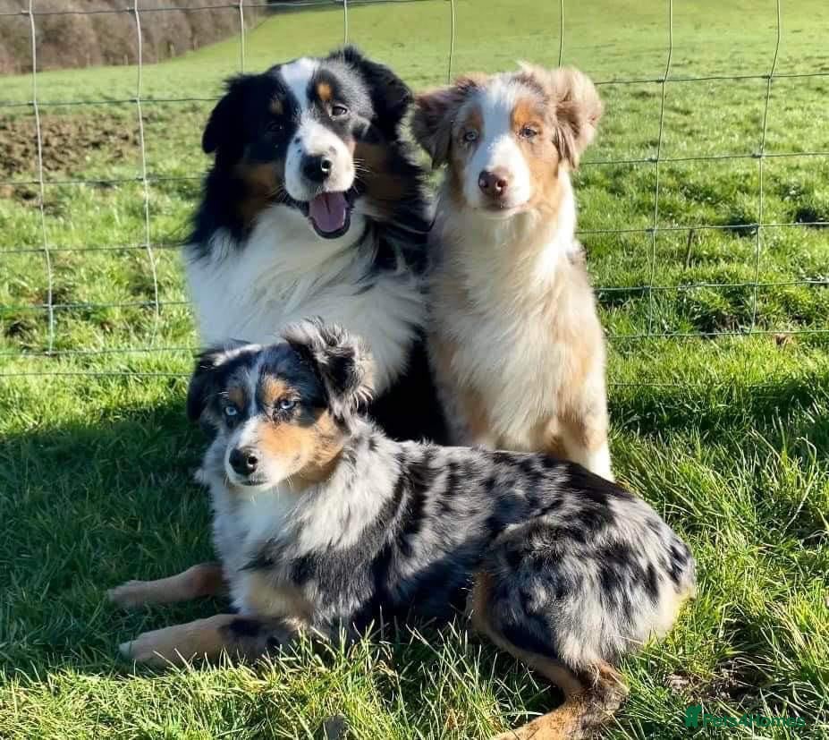 Miniature American Shepherd dogs 2 x Red Merle Mini American Shepherd Puppy - Boys - Advert 2