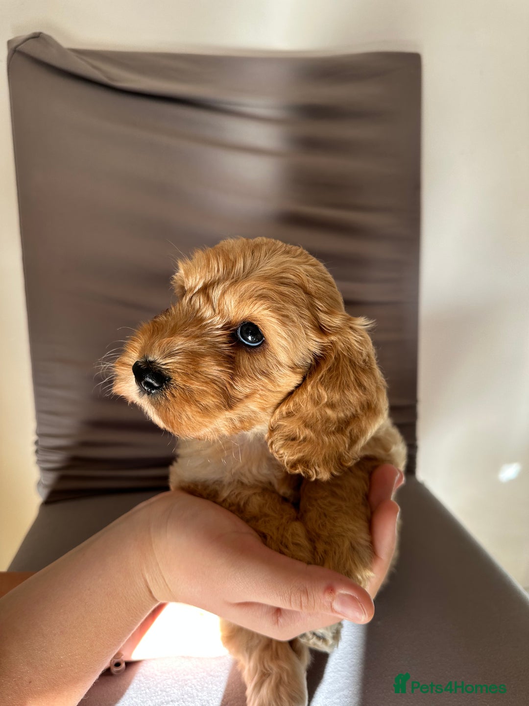 Cockapoo dogs for sale: Adorable Pappy Bread Cockapoo Puppies F2 - Image 15