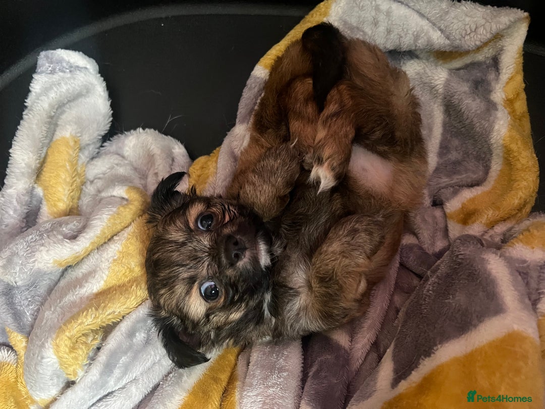 Chiweenie dogs for sale: One girl left  - Image 4
