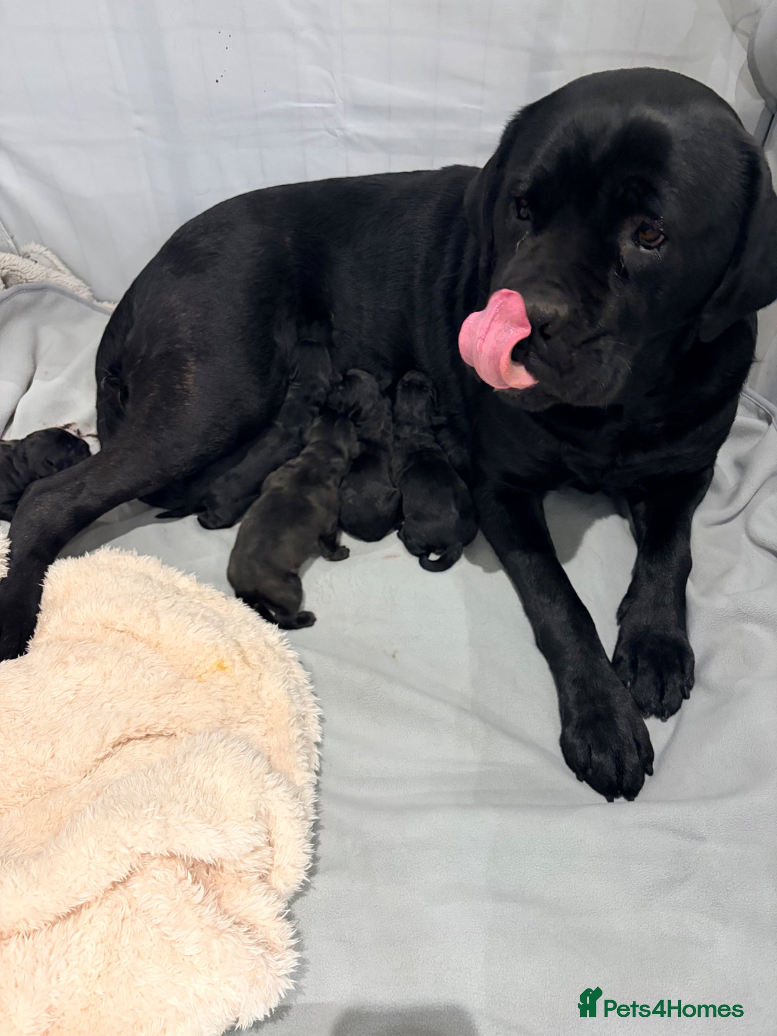 Cane Corso dogs Cane Corso puppy’s  - Advert 2