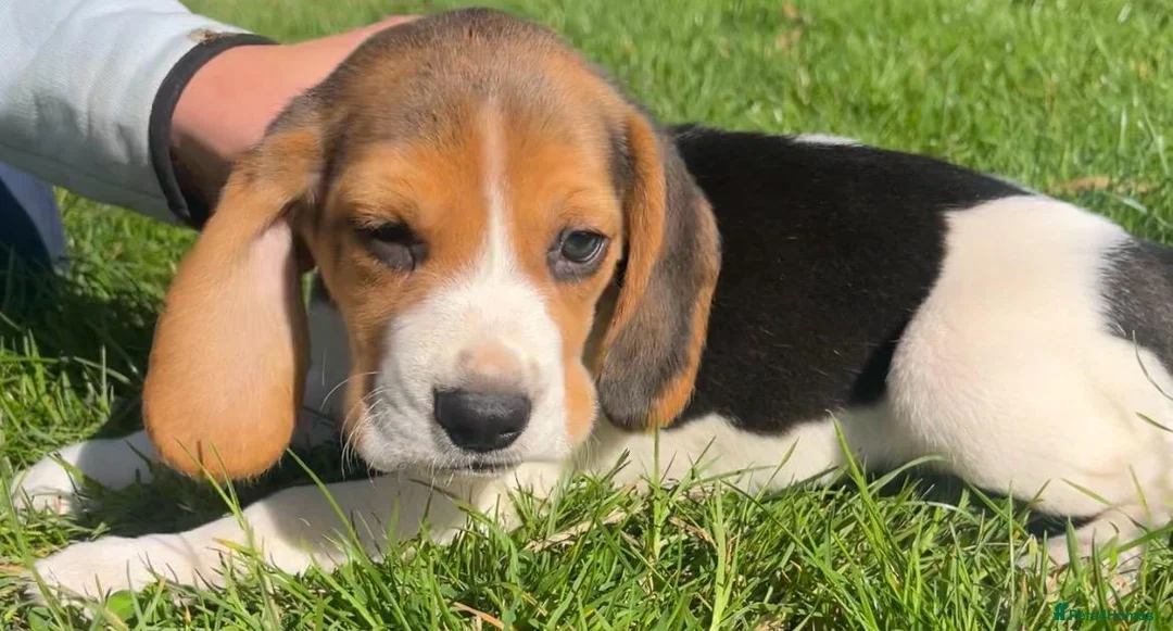 Beagle dogs for sale: Beautiful Pedigree Beagle Puppies, Ready Now  - Advert 13