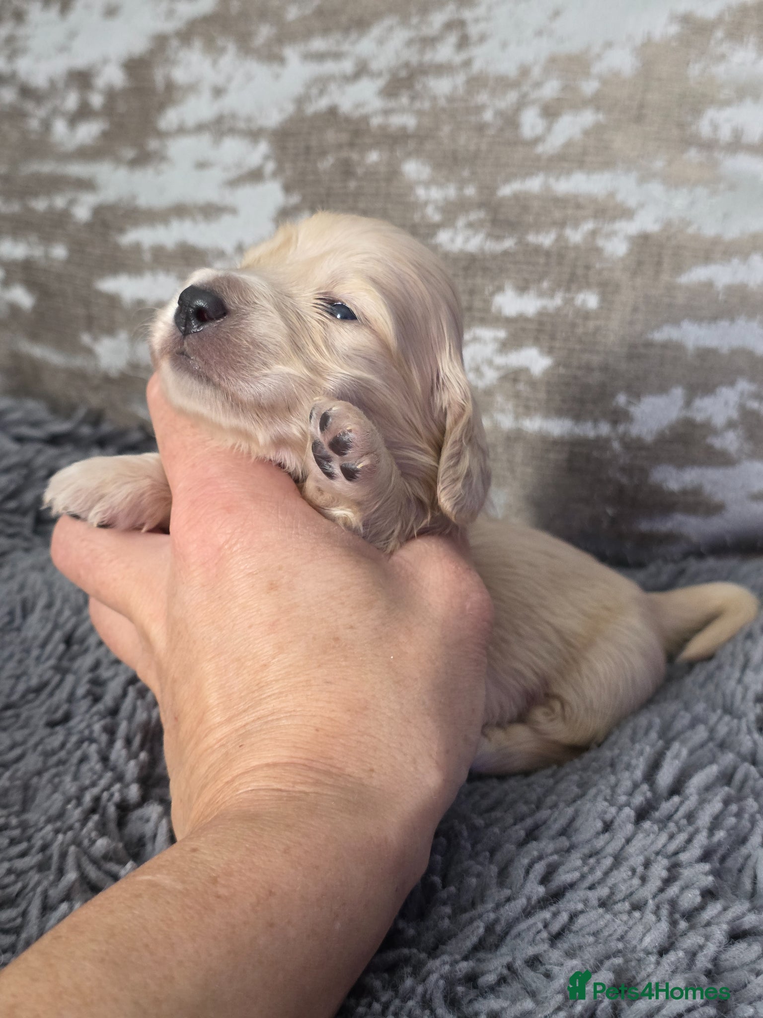 Miniature Dachshund dogs Cream Miniature long-haired  - Advert 1