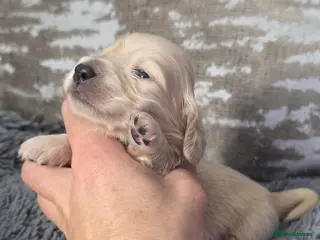 Miniature Dachshund dogs Cream Miniature long-haired - Advert 1