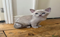 Burmese cats for sale: Beautiful Burmese boys for sale - Image 4