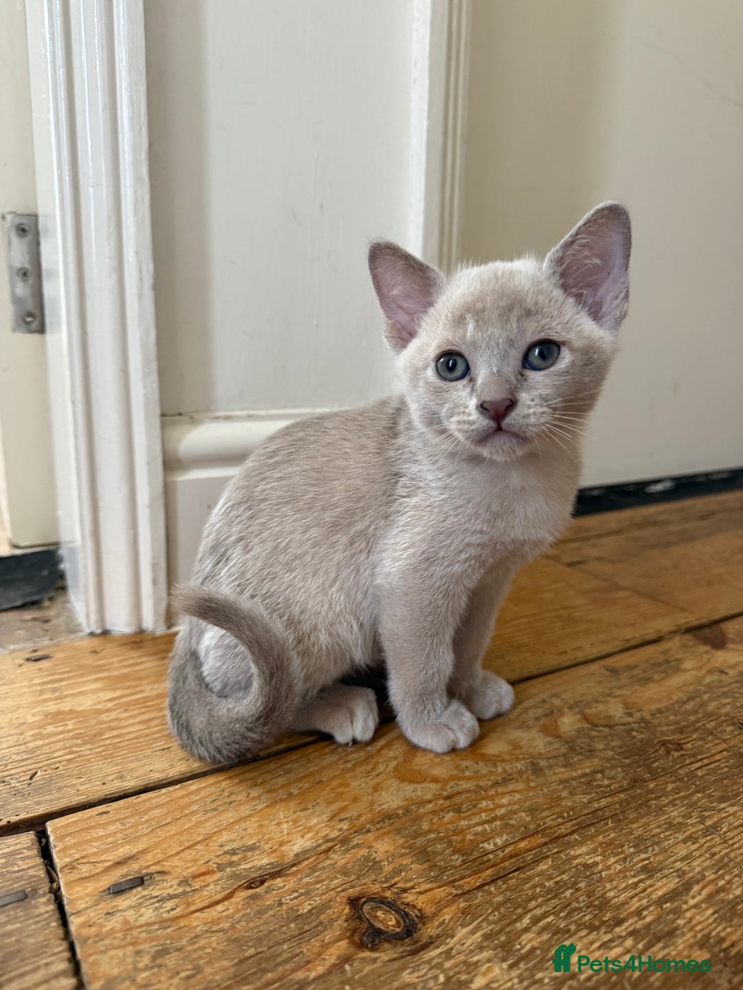 Burmese cats for sale: Beautiful Burmese boys for sale - Image 4