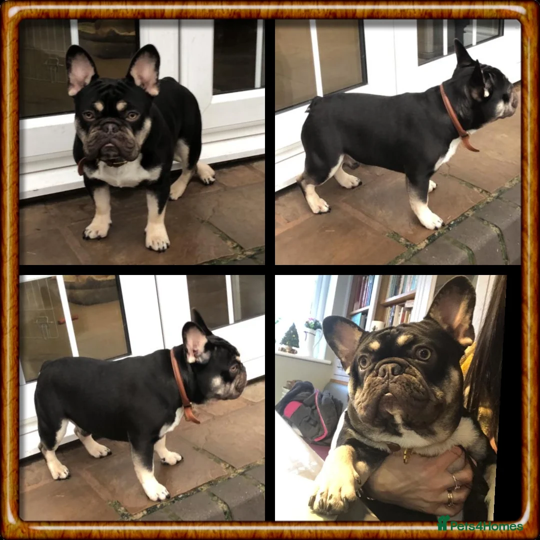 French Bulldog dogs for stud: THE GREAT MAMBA in Stafford - Advert 6