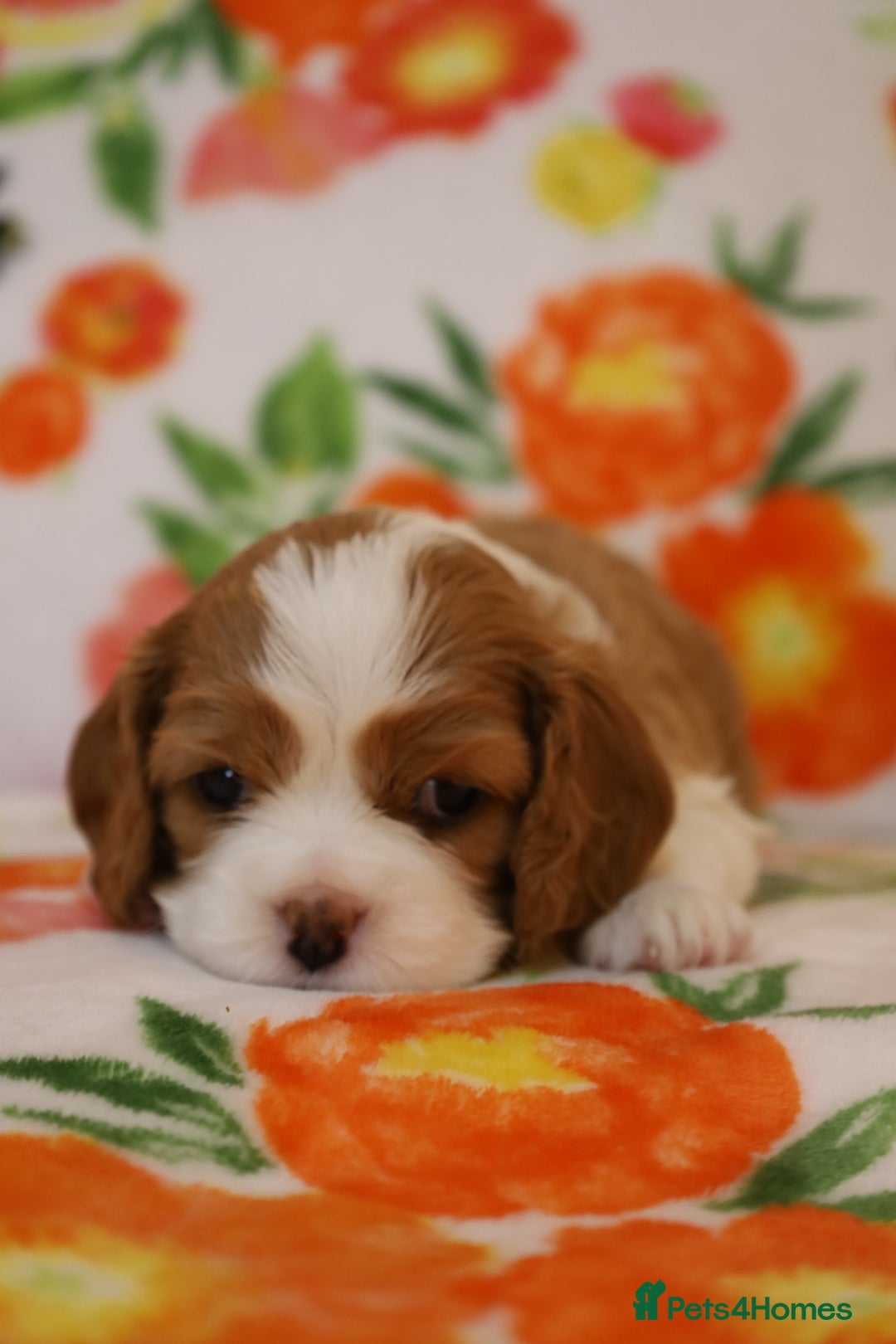 Cavalier King Charles Spaniel dogs for sale: 7 Puppies ready for reservations - Image 24