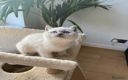 British Shorthair cats for sale: British Shorthair Kittens - Image 2