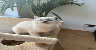 British Shorthair cats - Advert 8