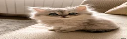 British Shorthair cats for sale: BSH X PERSAIN  - Advert 3