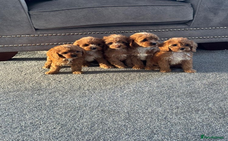 Cavapoo dogs - Advert 2