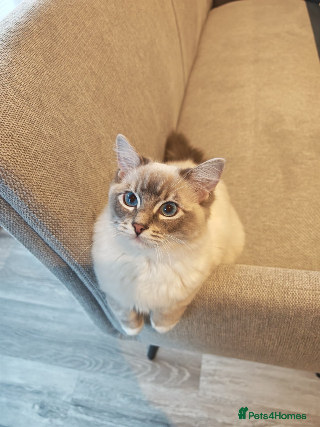 Ragdoll cats for sale: Bonded pair of male ragdolls - Advert 4