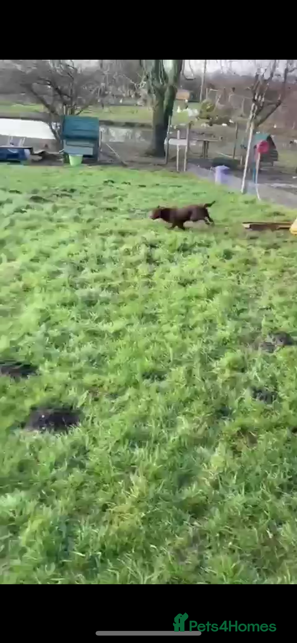 Cocker Spaniel dogs  male cocker spaniel  - Advert 1