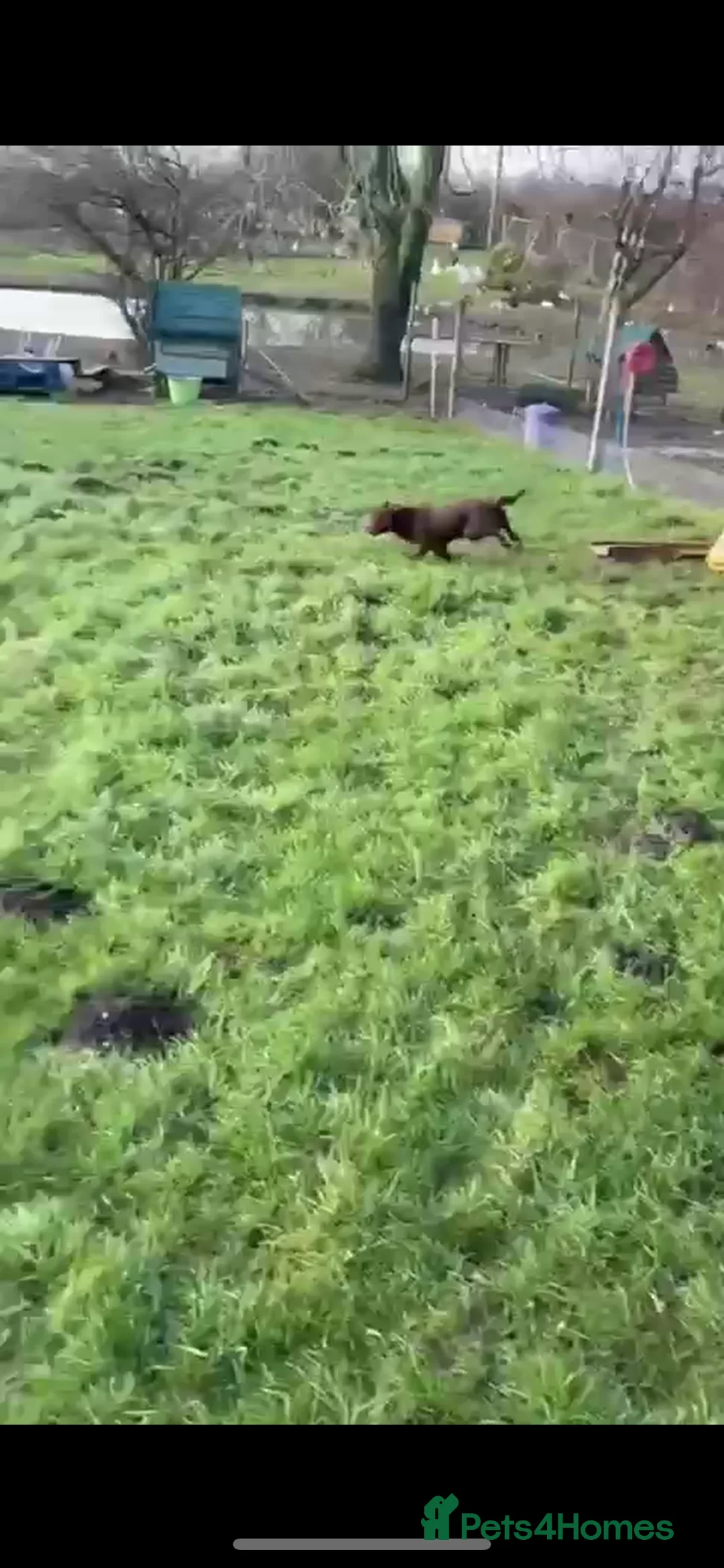 Cocker Spaniel dogs for sale:  🆓male cocker spaniel  - Advert 1