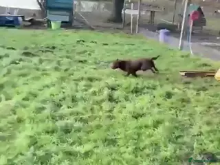 Cocker Spaniel dogs male cocker spaniel - Advert 1