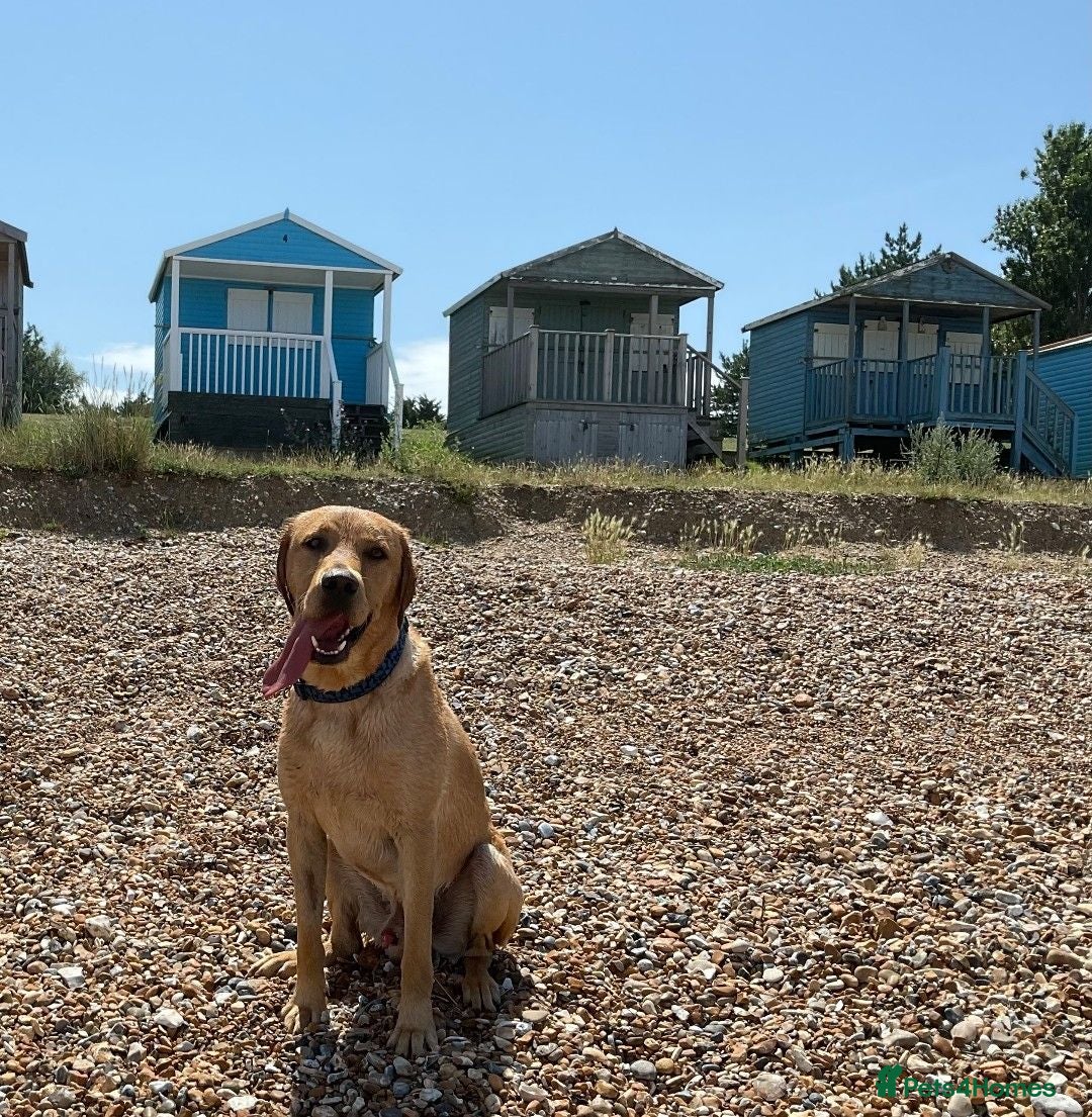 Labrador Retriever dogs KC Registered Proven Stud Labrador Retriever - Advert 9