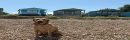 Labrador Retriever dogs for stud: KC Registered Proven Stud Labrador Retriever - Advert 1