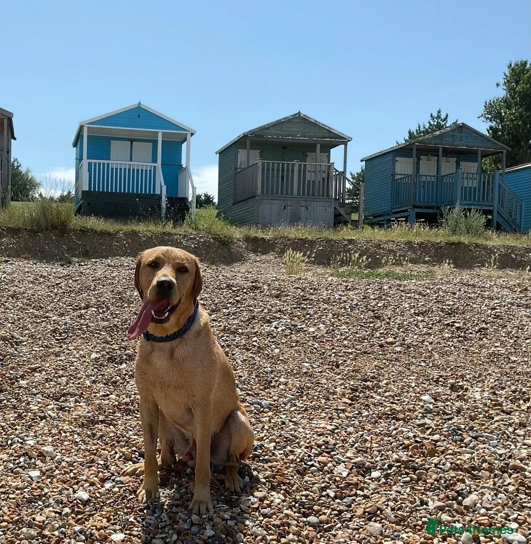 Labrador Retriever dogs for stud: KC Registered Proven Stud Labrador Retriever - Advert 1